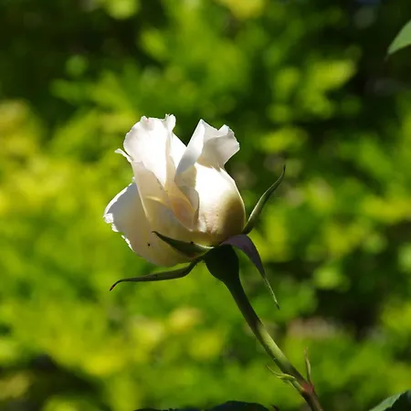 Bed & Breakfast Rosa *